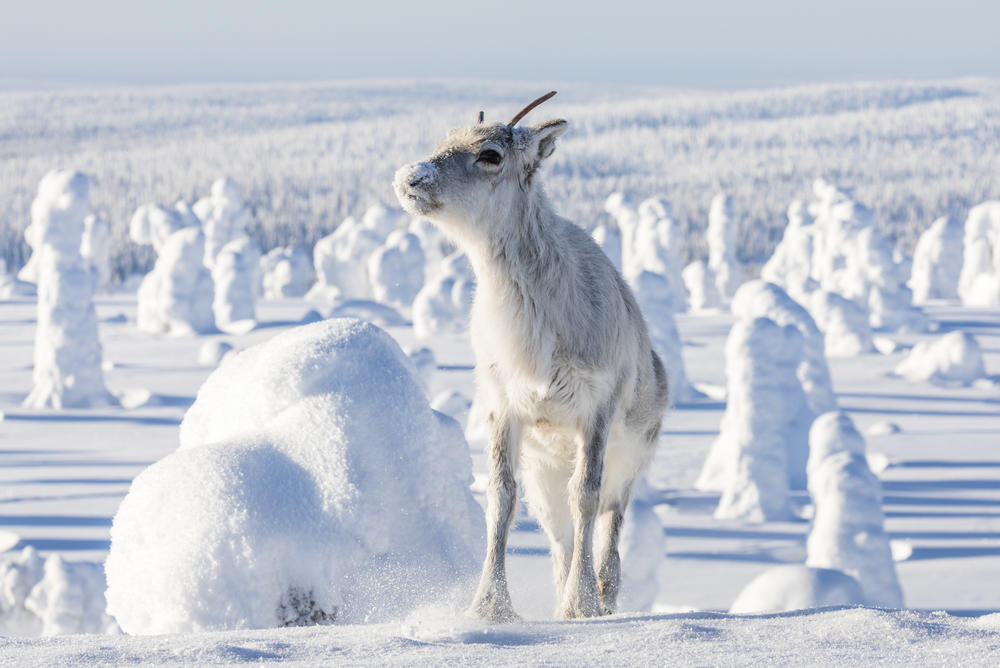 Aïlo : Une odyssée en Laponie