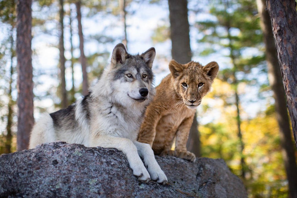 Loup et le lion (Le)